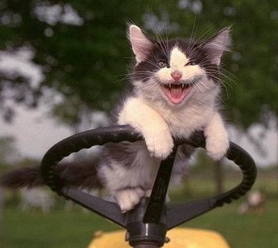 ccatpicture1 ccatpicture1